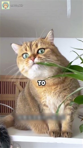 This Cat Has the Biggest Butt in the World 🍑😹 #cat #meow #shorts