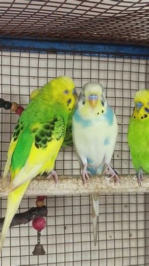 Budgie sounds for your sad Budgies#shorts