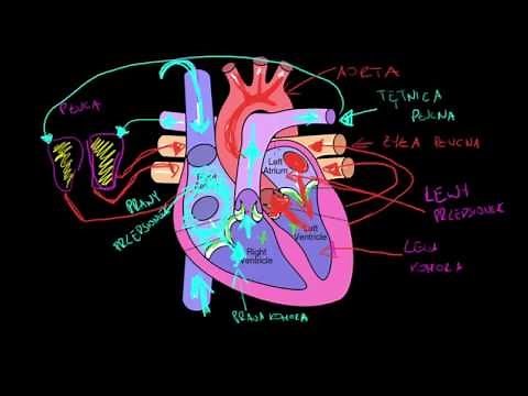 Układ krwionośny i serce