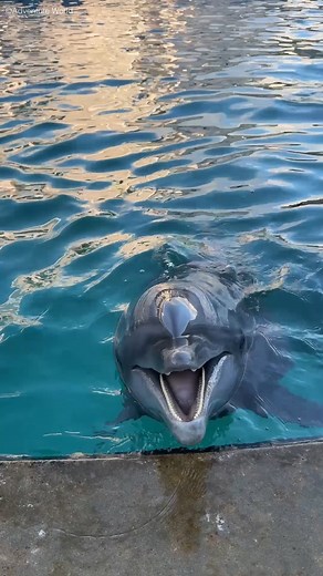 アドベンチャーワールド 公式 on Instagram: ". バンドウイルカとお話…？！ #アドベンチャーワールド #バンドウイルカ ー・ー・ー・ー・ー・ー・ー・ー・ー Adventure World is a theme park located in Shirahama Town, Wakayama Prefecture. There are about 120 species,1,600 animals here, including bottlenose dolphins, emperor penguins, african elephants, and cheetahs. It is located near Wakayama's World Heritage "Kumano Kodo", Osaka and Kyoto. Please feel the warmth of the animals in Wakayama, which is rich in nature. Let's enjoy the time full of smiles! ★ナイトサファリWIN