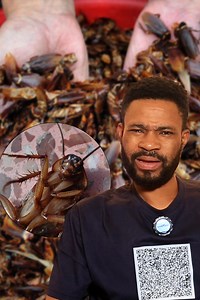 Cockroach has So much Protein and ..#Mmoasɛm | KOFI TV