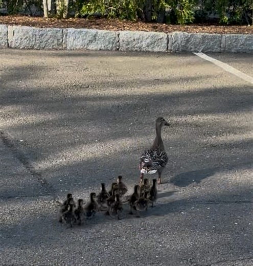 Firefighters in Greenwich, Hartford rescue ducklings from storm drains