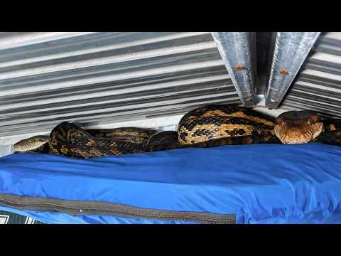 GIANT PYTHONS Living in Queensland Backyard! Australian Scrub Pythons Breeding