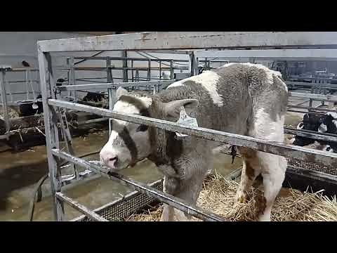 Newborn Calves Taking Their First Steps – Adorable Baby Cows