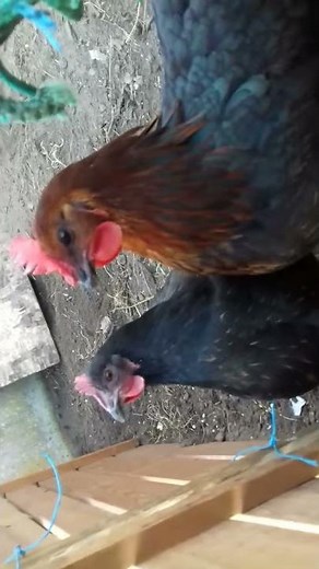 Bruit d une poule qui reclame a manger...😉😂