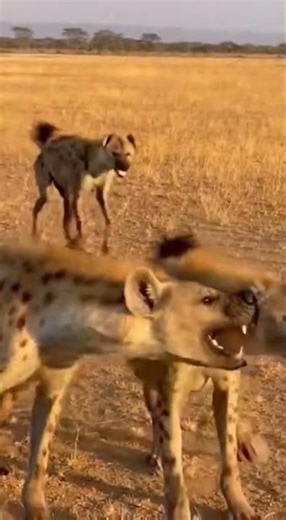 Hippo Drops a Biological Bomb on Hyenas