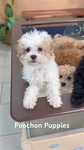 "Irresistible cuteness bundled in fur – meet our charming Poochon puppies!"