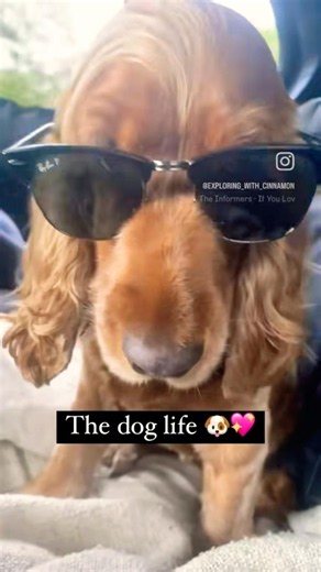 A day in the Life of a cocker Spaniel ( part 7)