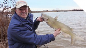 Catching bullheads and channel catfish - with cut sucker as bait