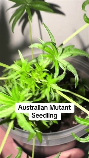 This Australian mutant presents with a very unique Leaf pattern and spiraled and spiny in a whorled twist! #mutant #plants