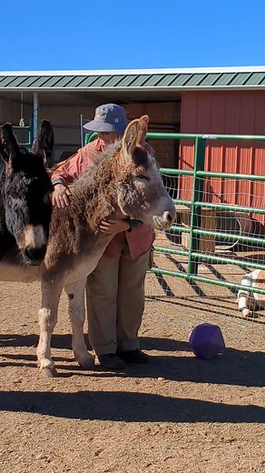 🫏 Henry is a BLM Burro that we picked up from the Canon City holding facility back in July. He has adjusted so well and loves his burro herd 💜! He's starting to take a halter on and off and trusting us humans. This is a HUGE moment for us, when a volunteer has worked on building that connection and can finally scratch them with love. Sally one of our dedicated volunteers spends her time with our Burros and here is a testament to the relationship and bond she has created with Henry who once ran