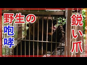 これが本物のヒグマだ！ 咆哮とともに飛び掛かる凶暴グマ 宿泊施設からわずか100mの地点に設置の箱ワナで捕獲 岩見沢市 (23/06/14 15:25)