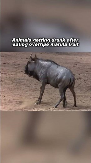 Animals get drunk after eating overripe Marula fruit