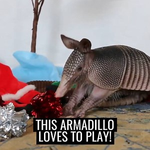 1.9M views · 18K reactions | Arnie the armadillo was found badly injured after his mother had died... now he's loving life  | UNILAD | Facebook