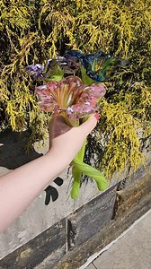 171 reactions · 12 shares | Here's a look at some examples of our upcoming workshop pieces out in the beautiful spring sunshine! Bunnies, Hummingbird Feeders, and Flowers are all coming up, so make sure to register online on our website if you're interested  #bunnies #Flowers #hummingbird #glass #art #glassblowing #fun #dateideas #nightout #smallbusiness | Akron Glass Works | Facebook