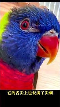 Shocking Organ Reveal! What Do These Animal Bodies Look Like