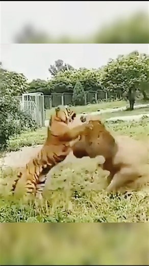 Who Wins Really?🦁🐯 #lionvstiger#predatorvspredator#bigcats#animalbattle #animalshorts#tigervslion