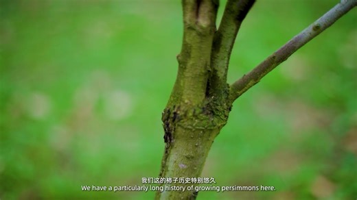 Frost's Descent is the autumn's eighteenth and last solar term, which falls on October 23 or 24 of the Gregorian calendar every year. Upon its arrival, you may capture typical scenes of late autumn, and the cold air moves southward more and more frequently. Since "frost" is a manifestation of cold weather and large temperature differences between day and night, hence the name Frost's Descent. In some regions of China, it's a custom to eat red persimmons during Frost's Descent. For locals, this f