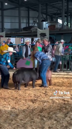 ✨ A grand moment with a glittery twist with Livestock Judge Ryan Rash💜 #GlitterSlaps #RyanRash #GrandChampions #LivestockShow #FairHighlights #AlaskaStateFair #2024AlaskaStateFair #alaska #fyp #AKFairFun #AKFair #AlaskaFair #EnjoyTheRide
