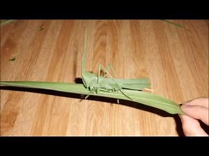 Grasshopper made ​​with grass