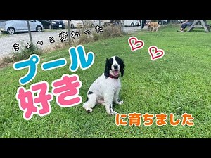 一夏でここまで成長できました【イングリッシュ・コッカー・スパニエル】
