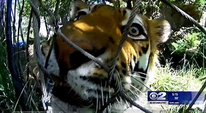 Matchmaking, animal style: Helping zoo animals find the perfect mate