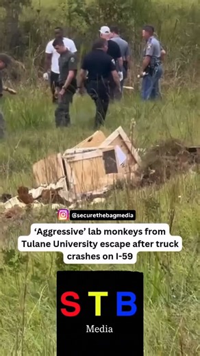➡️ @SECURETHEBAGMEDIA | On October 28, 2025, a truck transporting rhesus monkeys for research purposes crashed on Interstate 59 in Jasper County, Mississippi,... | Instagram