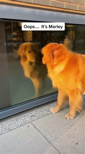 When your dog meets another reflection unexpectedly 🐾