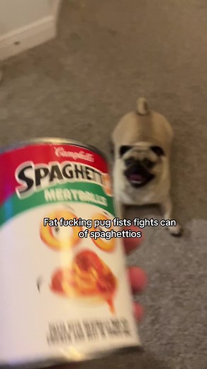 Aggressive Pug Fights Spaghettios Can