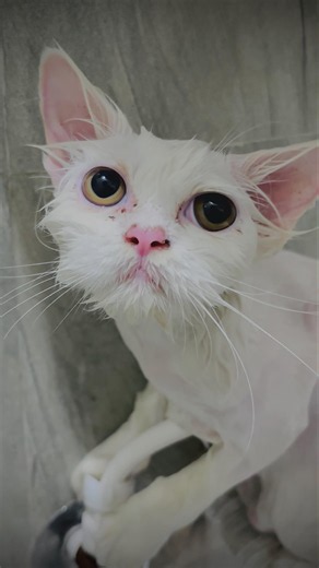 Angry cat talks to their human Part-2 #cat #cute #funny