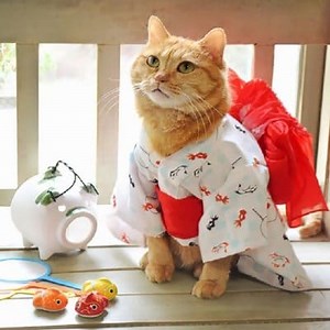 Names for Cats in Japanese with their Meaning ▷➡️ Postposmo