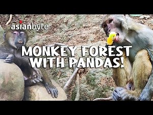 MONKEY FOREST With Pandas in China: Qianling Mountain Park in Guiyang