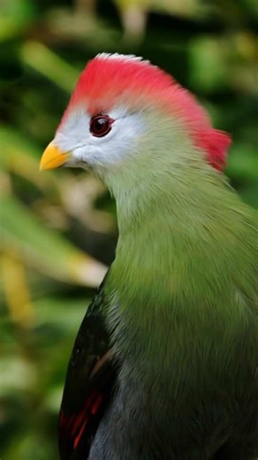 The Red-crested Turaco is a dazzling bird of Africa, instantly recognizable by its tall, fiery red crest that looks like a crown. Its body is covered in deep green plumage with a shimmering blue sheen, and when it spreads its wings, flashes of brilliant crimson take the stage. Unlike many birds whose colors come from light reflection, the Turaco’s vivid greens and reds come from unique pigments called turacins and turacoverdins, found only in this family of birds. Native to southern Africa’s woo