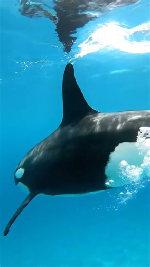 Majestic Orca Gliding Underwater in 8K So Powerful! 🐋🌊 #shorts #viral #orca #shortvideo