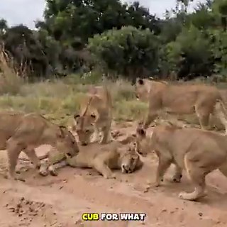 1 python Vs 5 liones 🥺