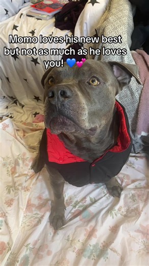 Momo hopes you’re haveinf a good day