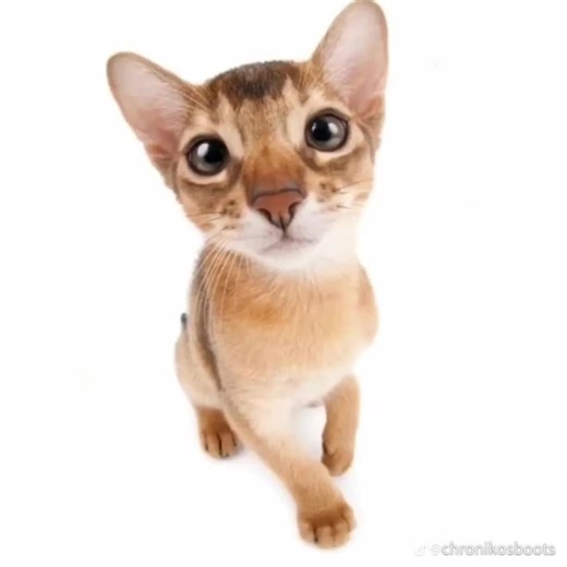 #SOLKAT / #SOLLUX x #KARKAT -- requested by @🐞 ࿓ sunny / jess ! ྀི︶˚̣̣̣ ྀི◟ ͜ ◞˚̣̣̣ ྀི︶⸸︶˚̣̣̣ ྀི◟ ͜ ◞˚̣̣̣ ྀི︶ ྀི #fyp #viral #edit #editacc #edits #fypage #fypviral #viraledit #undertowedits #homestuck #homestuckship #homestuckshipedit #hs #hsedit #homestucksollux #homestucksolluxcaptor #homestucksolluxedit #homestucksolluxcaptoredit #honestuckkarkat #homestuckkarkatedit #homestuckkarkatvantas #homestuckkarkatvantasedit #solkatedit #karkatxsollux #solluxxkarkat