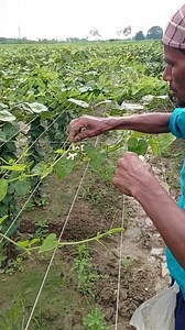 Improve Your Pointed Gourd Crop with Simple Pollination Tips #everyoneシ゚ #fypシ゚viralシ #fbreelsfypシ゚viralシ #stareverywhere #follower #agriculture #everyone #shorts #virals #highlights | AJS Agri Vlog