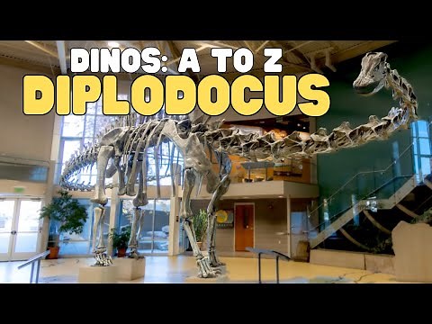 Dinos A to Z: Diplodocus | Learn all about this Brontosaurus-like dinosaur