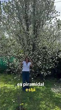 El Pyrus calleryana ‘Chanticleer’ es de esos árboles que enamoran en cualquier estación del año.