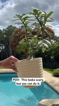 How I Propagate Desert Rose