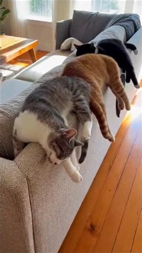 Funny Kitten Hanging Off the Sofa While Sleeping | Adorable and Cozy Cat Nap #kittencuddles