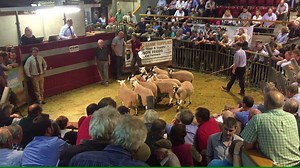 Skipton NEMSA Gimmer Lamb sale has come to a conclusion with the Overall average £96.84. 1st Prize in the Pen of 10 and 20 was WA&A Booth, Old Hall, Feizor. Below is the Video of both pens being sold. Full Report can found at www.ccmauctions.com. | CCM Auctions Skipton Auction Mart Livestock Auctioneers