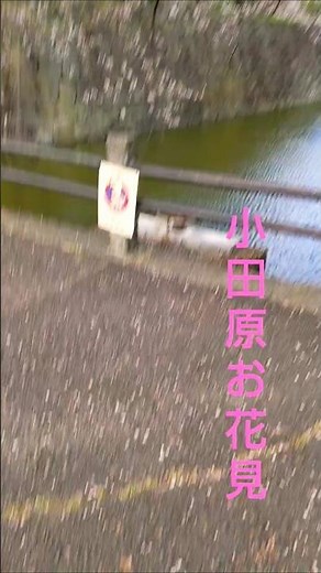 2024年4月16日 小田原城址公園 お花見(part1) 🌸🍺🌸 #speedsong #nature #小田原 #お花見スポット #散歩 #デート