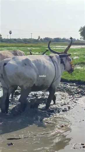 ploughing with bulls by farmer | bull ploughing the field cow ploughing the field ox ploughing field