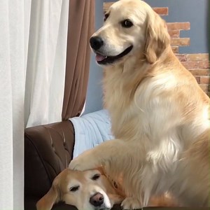 204K views · 4.4K reactions | My reaction whenever I stroke a dog  | Tyla | Facebook