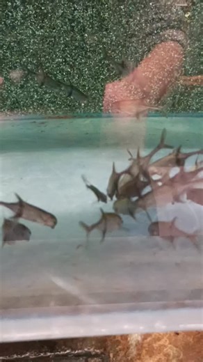 Marcusenius thomas i @ruinemans_aquarium Sehr skurriler Elefantenfisch aus Westafrika. | Roland Numrich