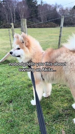 when you spend life with independent dog breeds like my chow and akita inu puppy, you learn to find serenity in these soft, observational, quiet moments ☁️ if you are a dog mom (or dog parent) or have interest in primitive dog breeds, you’re welcome here 🤍 #akitainu #chowchow #dogsoftiktok #puppylove #dogmom