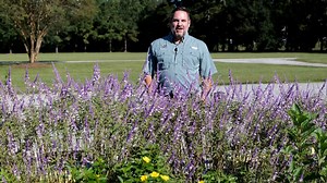 37K views · 449 reactions | Learn about growing Mexican bush sage with LSU AgCenter horticulturist Jason Stagg. | LSU AgCenter | Facebook