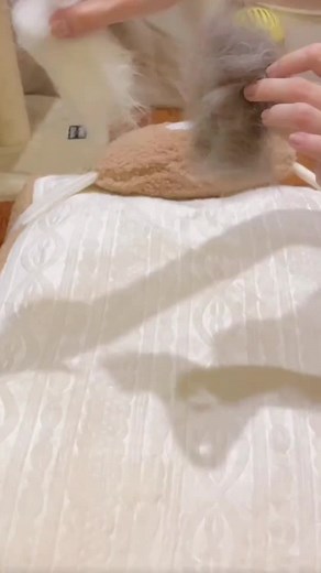 Flip flops for the cat#fyp #cute #funnypets